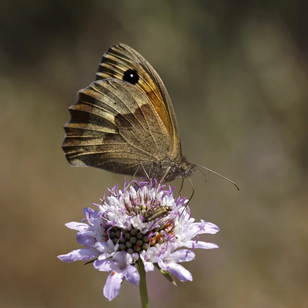 Maniola jurtina, Meadow Brown butterfly from Europe — Stock Photo, Image