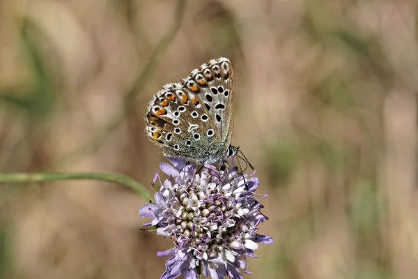 Gossamer-winged butterfly on a scabious bloom in France, Europe — Stock Photo, Image