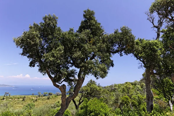 Cap camarat, ramatuelle, landschaft mit alten bäumen, cote dazur, französisch riviera, südfrankreich — Stockfoto