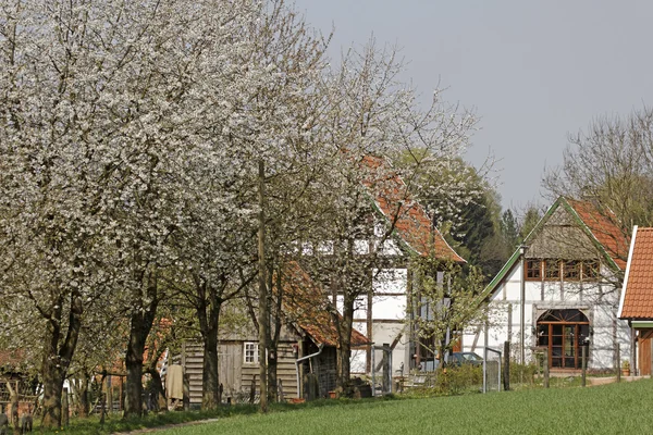 Half-timbered house with cherry blossom in April in Holperdorp, Tecklenburger Land, North Rhine-Westphalia, Germany — Stock Photo, Image