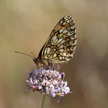 melitaea athalia, heath fritillary, Fransa'dan Avrupa kelebek