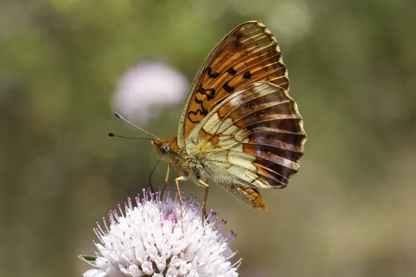 Brenthis daphne, márványos tarkalepke pillangó Dél-Európában — Stock Fotó