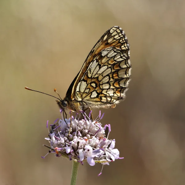 Melitaea athalia, heath fritillary, Evropský motýl z Francie — Stock fotografie