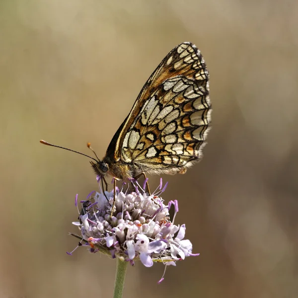 Melitaea athalia, Fritillaria di Heath, farfalla europea dalla Francia — Foto Stock