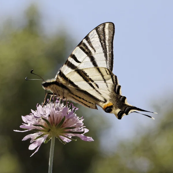 Scarce swallowtail, Sail swallowtail, Pear-tree swallowtail, Iphiclides podalirius butterfly from Western Europe — Stock Photo, Image