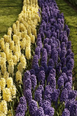 hyacinthus orientalis, Bahçe sümbül Bahar, Hollanda