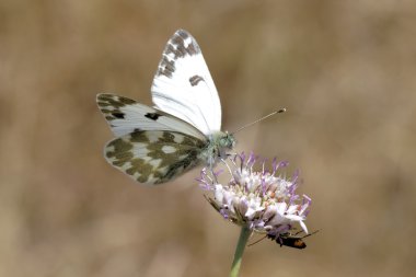 Pontia daplidice, Bath White butterfly from Southern Europe clipart
