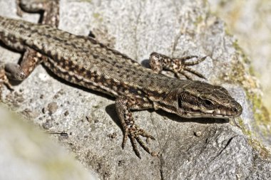Lacerta vivipara, viviparous kertenkele veya Almanya, Avrupa ortak kertenkele