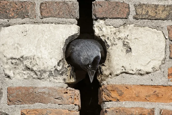 Corvus monedula, westerse kauw, Euraziatische jackdaw in Nederland, Europa — Stockfoto