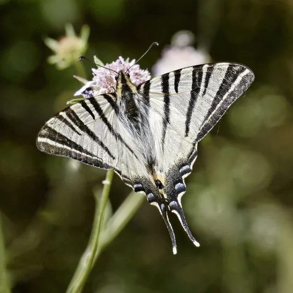 Iphiclides podalirius, knappa swallowtail, segla swallowtail, päron-träd swallowtail från södra Frankrike, Europa — Stockfoto