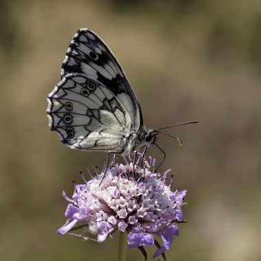 Mermer beyaz kelebek, Batı Avrupa melanargia galathea