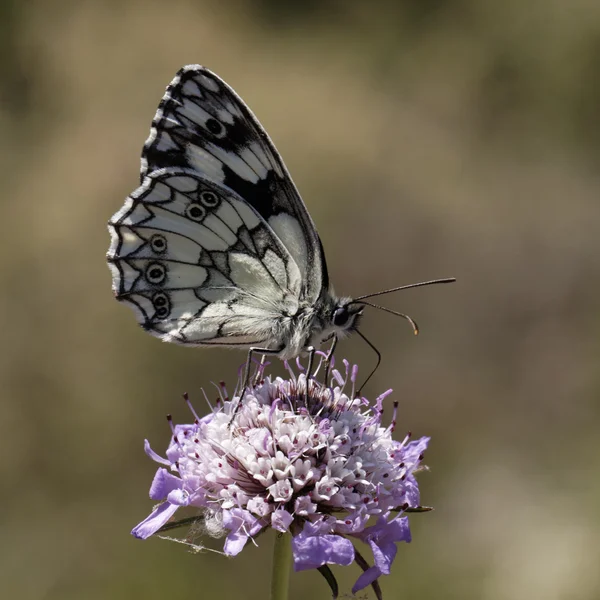 Mermer beyaz kelebek, Batı Avrupa melanargia galathea — Stok fotoğraf