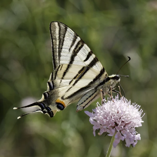 Iphiclides podalirius, Scarce swallowtail, Sail swallowtail ou Pear-tree swallowtail do sul da França, Europa — Fotografia de Stock