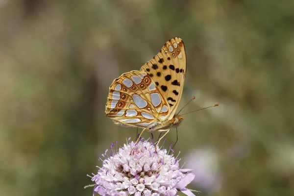 Issoria lathonia, Rainha da Espanha Fritilário — Fotografia de Stock