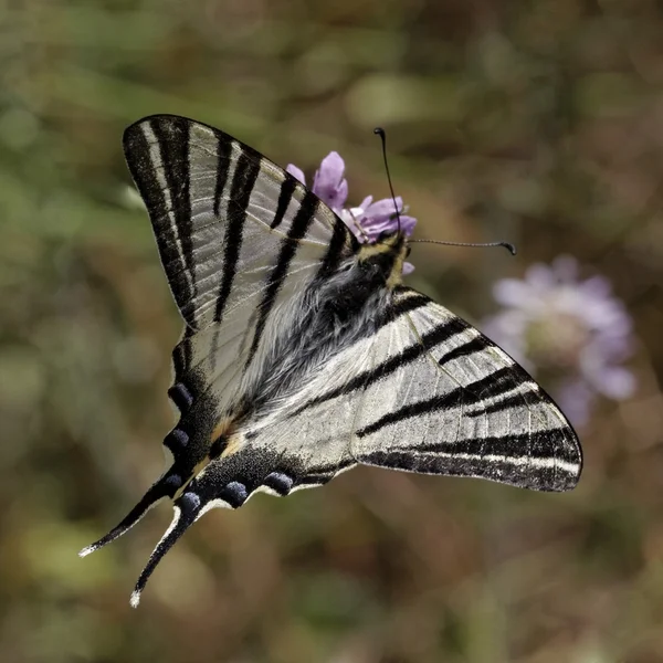 Iphiclides podalirius, knappa swallowtail, segla swallowtail, päron-träd swallowtail — Stockfoto