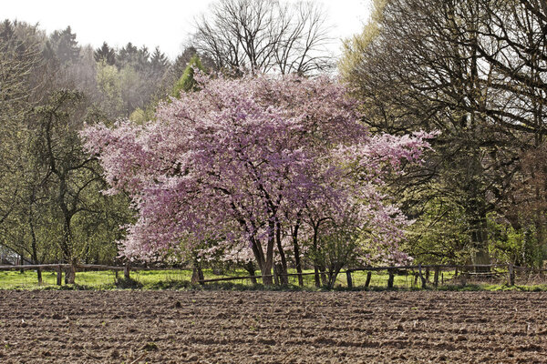 Japanese cherry tree in spring, Lower Saxony, Germany, Europe
