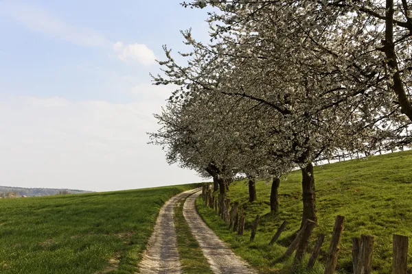 Footpath with cherry trees in Hagen, Lower Saxony, Germany, Europe — Stock Photo, Image