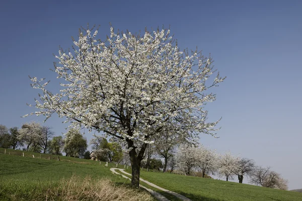 Passo a passo com cerejeira em Hagen, Baixa Saxónia, Alemanha, Europa — Fotografia de Stock