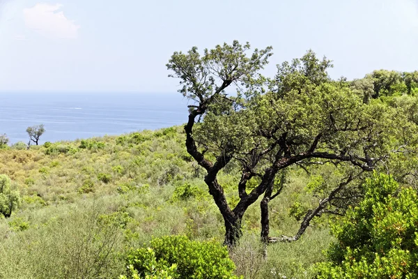 Cap camarat, ramatuelle, landschaft mit alten bäumen, cote d 'azur, südfrankreich — Stockfoto