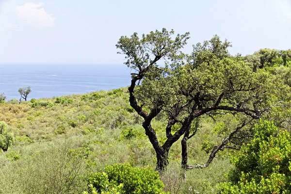 Cap camarat, ramatuelle, táj, a régi fák, cote d'azur, Dél-Franciaországban — Stock Fotó