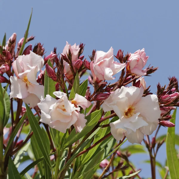 Nerium oleander, drzewo oleandrowe — Zdjęcie stockowe