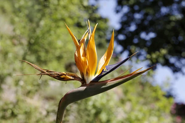 Strelitzia reginae, Strelitzia, Crane flower, Bird of paradise flower — Stock Photo, Image