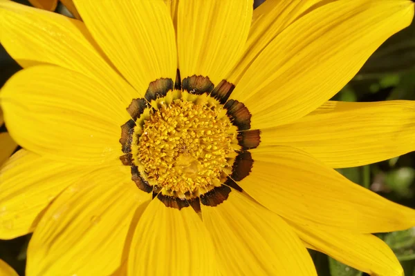 Gazania splendens 'kiss yellow', gazania rigens kiss yellow, Schatzblume — Stockfoto