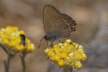 Satyrium ilicis, çobanpüskülü hairstreak helichrysum italicum bloom üzerinde