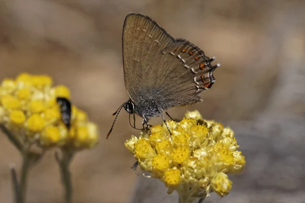 Satyrium ilicis, Ilex Hairstreak on Helichrysum italicum bloom — Stock Photo, Image