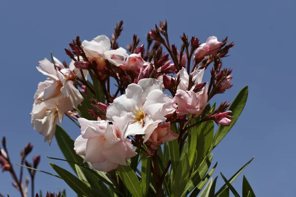 Nerium oleander, oleander drzew wiosną, Południowa Francja, Europa — Zdjęcie stockowe