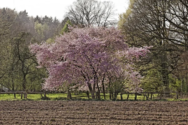 Japanese cherry tree in spring, Lower Saxony, Germany, Europe — Stock Photo, Image