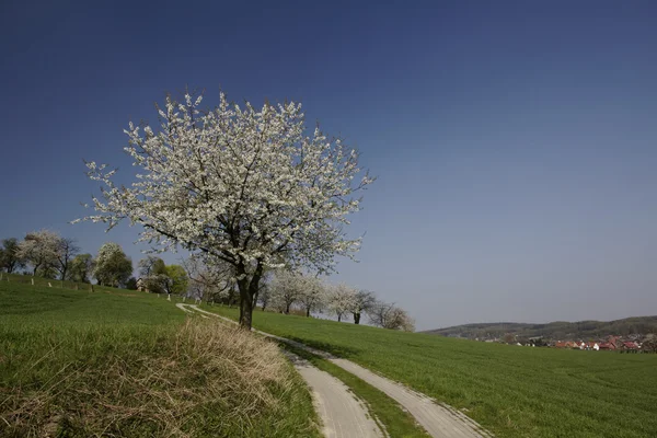 Gehweg mit Kirschbäumen im niedersächsischen Hagen, Deutschland, Europa — Stockfoto