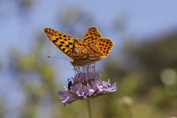 Issoria lathonia, Królowa Hiszpanii Fritillary — Zdjęcie stockowe