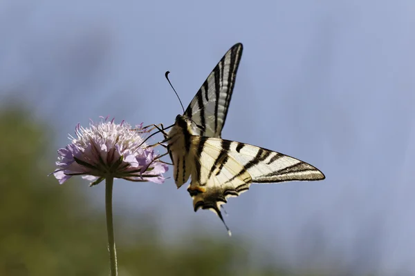 Iphiclides podalirius, Scarce swallowtail, Sail swallowtail, Pear-tree swallowtail in Southern France — Stock Photo, Image
