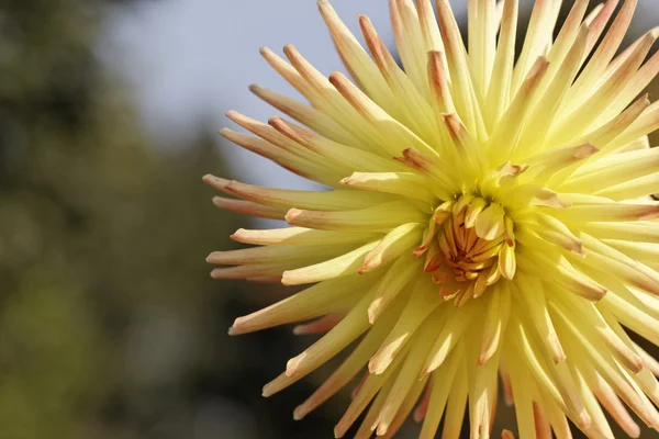 Dahlia hybrid, late summer flower in Germany — Stock Photo, Image