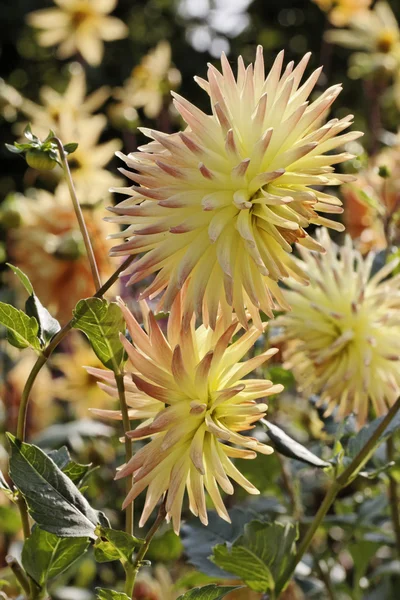 Dahlia hybrid, late summer flower in Germany — Stock Photo, Image