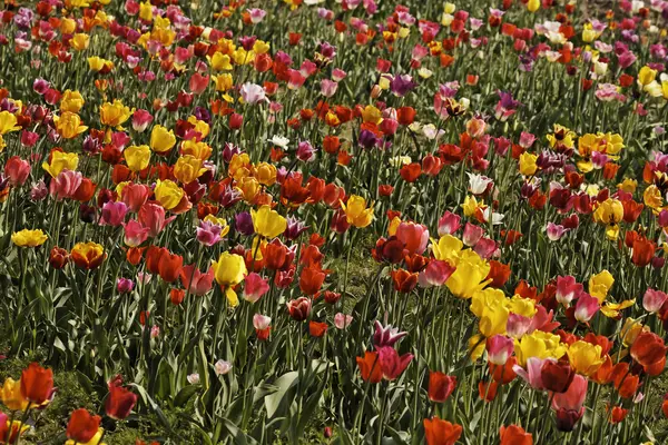 Campo de tulipanes en Baja Sajonia, Alemania, Europa — Foto de Stock