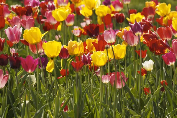 Pola tulipanów w dolnej Saksonii, Niemcy, Europa — Zdjęcie stockowe