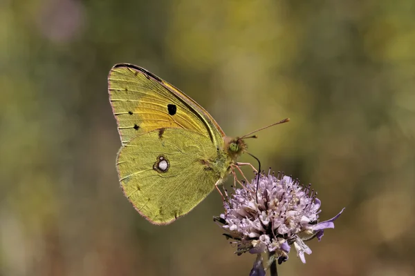 Mglista żółty motyl z Europy, żółtawy colias — Zdjęcie stockowe