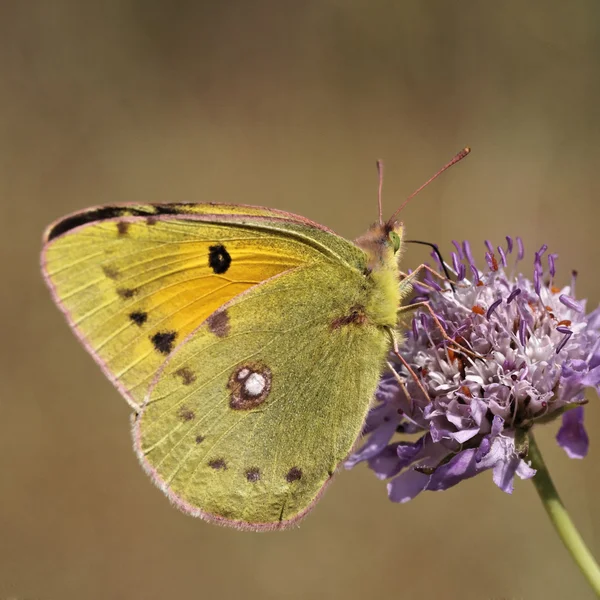 Le papillon jaune nuageux d'Europe, Colias crocea — Photo