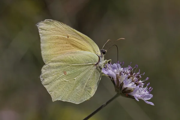 Gonepteryx cleopatra, Cleopatra butterfly (female) from Southern Europe — Stock Photo, Image