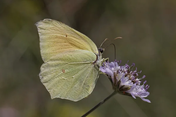 Gonepteryx cleopatra, бабочка Клеопатры (женщина) из Южной Европы — стоковое фото