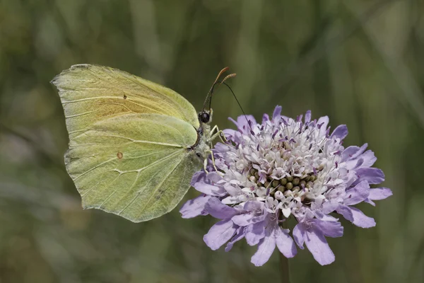 Gonepteryx cleopatra, cleopatra fjäril (kvinna) från södra Europa — Stockfoto