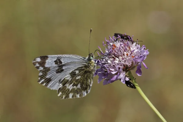 Pontia daplidice, Batı Avrupa'dan banyo beyaz kelebek — Stok fotoğraf
