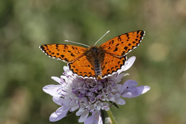 Melitaea didyma, пятнистая фрикаделька или краснополосатая фрикаделька из Европы — стоковое фото