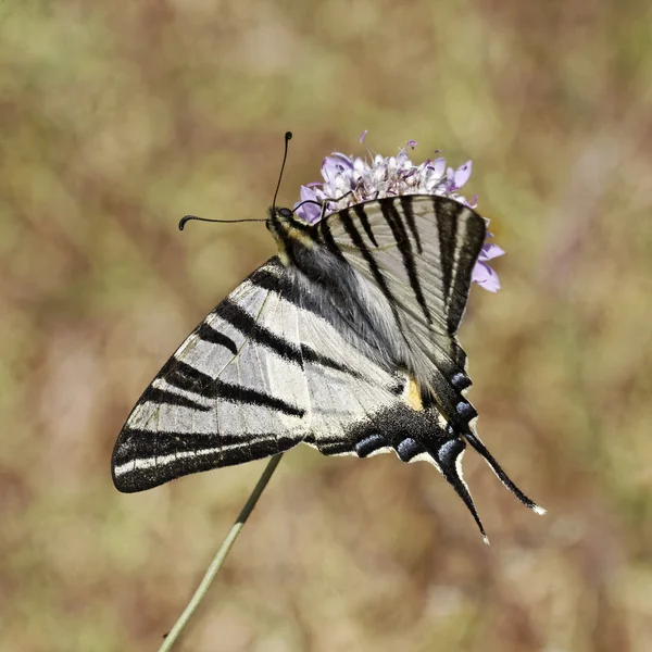 Iphiclides podalirius, Scarce swallowtail, Sail swallowtail, Pear-tree swallowtail from Europe — Stock Photo, Image