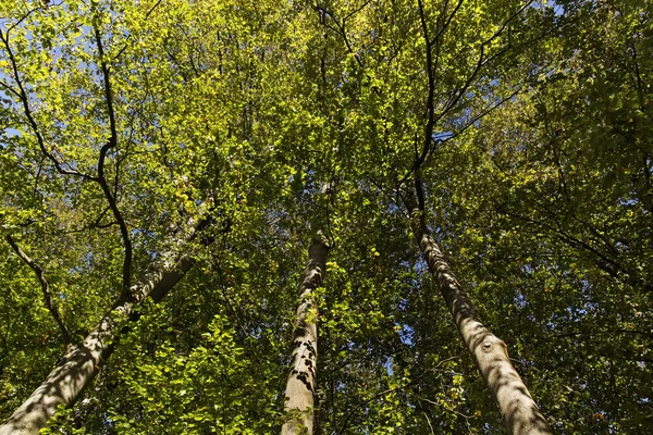 Beech grove, európai bükk vagy a Bükk (fagus sylvatica) őszi Alsó-Szászország, Németország, Európa Stock Kép