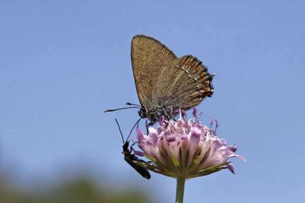 Satyrium esculi, False Ilex Peluquería mariposa, Nordmannia esculi del sur de Europa — Foto de Stock