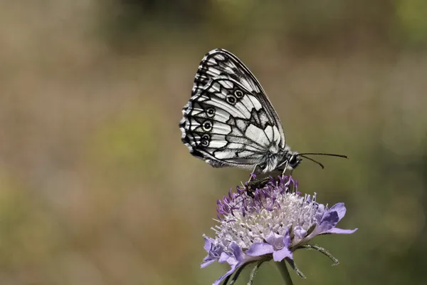 Melanargia galathea, Mariposa blanca de mármol de Europa Occidental — Foto de Stock