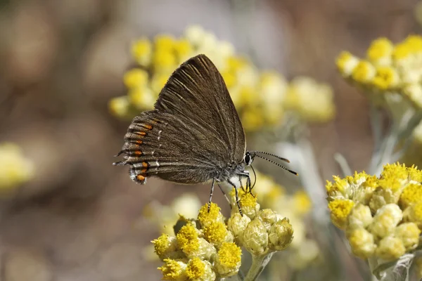 Satyrium esculi, False Ilex Hairstrik, Fabmannia esculi из Южной Франции, Европа — стоковое фото